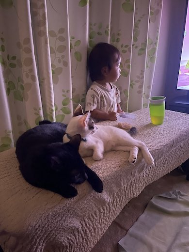 早朝4時に起きてテレビを見ている赤ちゃんと猫たちの写真