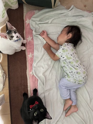 眠っている赤ちゃんを見守る猫たちの写真