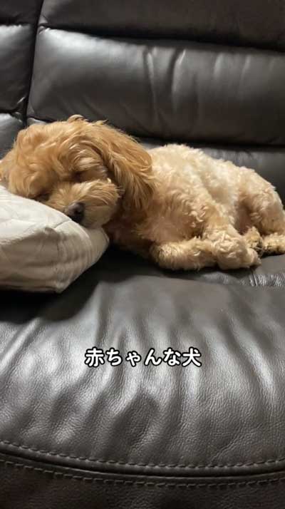 枕を使いこなす犬
