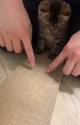 指を見てる猫ちゃん