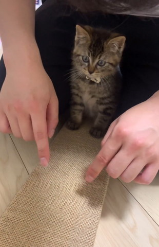 目の前の指を見てる子猫