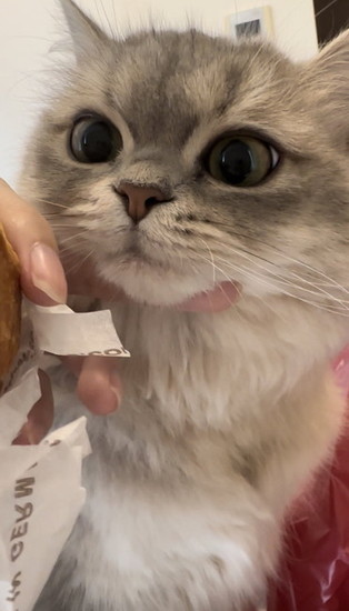 パンを狙う猫