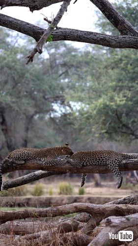 uTwo Leopards Getting Passionate || ViralHogv