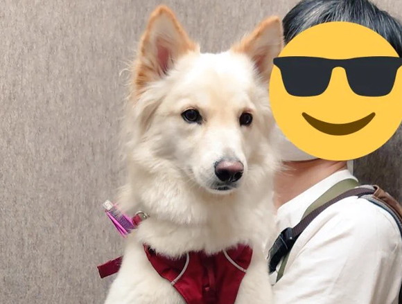 セール エレベーターにリードが挟まった犬 間一髪