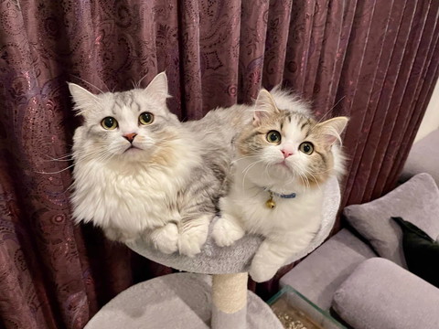 タワーに猫2匹
