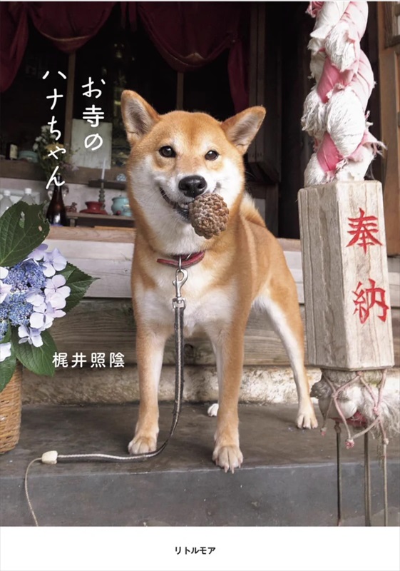 畑をベッド代わりに占拠する柴犬に笑ってしまう 佐渡島で暮らすワンコ