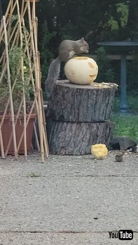 uSquirrel Nibbles On Carved Pumpkin || ViralHogv