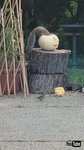 uSquirrel Nibbles On Carved Pumpkin || ViralHogv