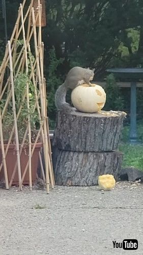 uSquirrel Nibbles On Carved Pumpkin || ViralHogv