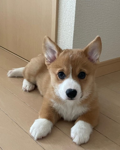 タレ耳キョトン顔のワンコをむかえて、3カ月後…… キリっと立ち耳