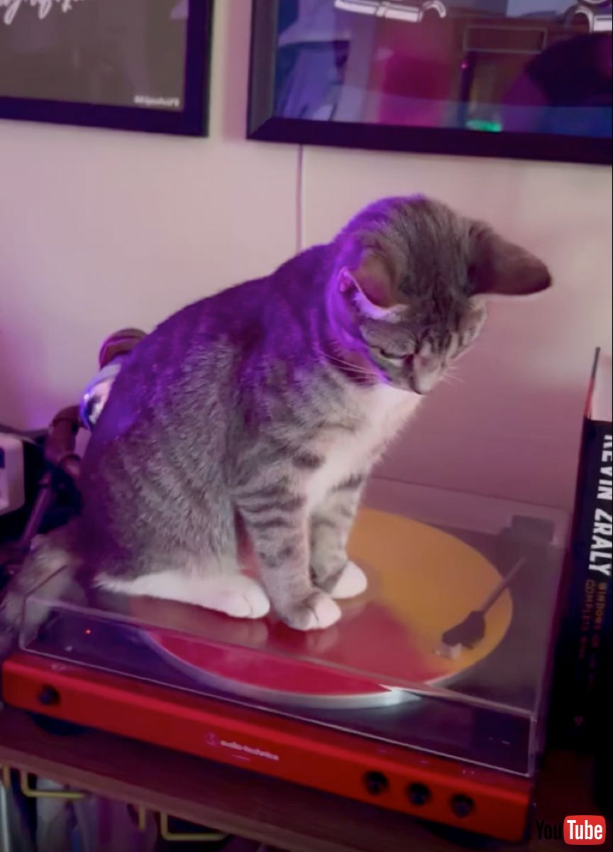 子猫「これ、にゃあに？」 レコードプレイヤーに興味津々なニャンコ、回るディスクを追いかける熱視線があいらしい【米】（1 2 ページ） ねとらぼ