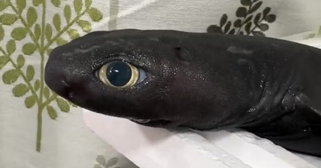 「深海のサメの眼、見たことある？」 角度によって表情を変える神秘の瞳に「宝石みたい」「まだ生きている様に見える」 - ねとらぼ