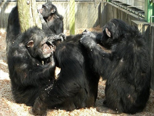 チンパンジーの治療クラファン