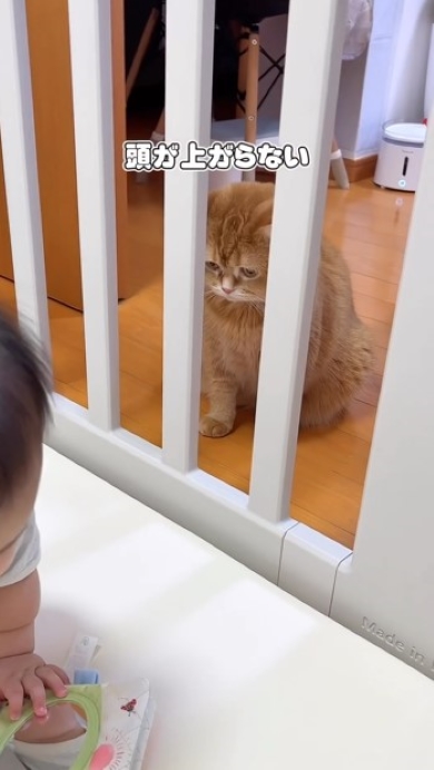 赤ちゃんを見つめる猫