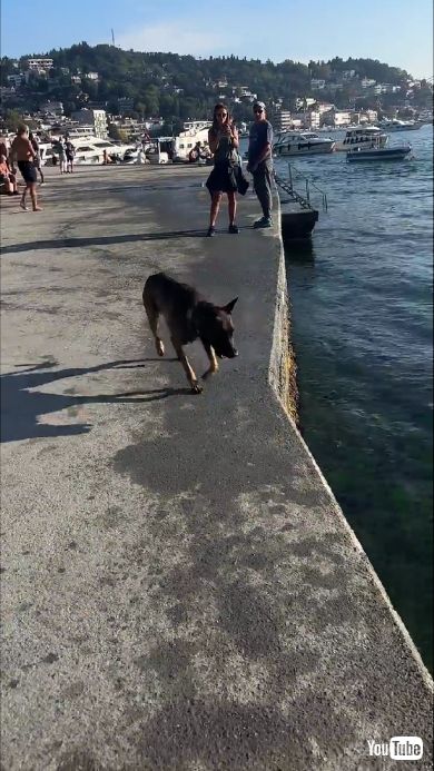 海辺の公園で遊ぶ野良犬