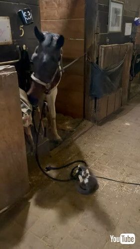 uA Friendship Between Barn Animals || ViralHogv