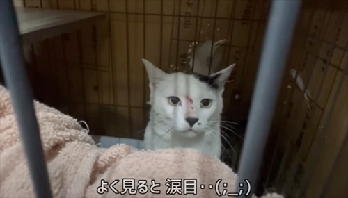 涙目の猫