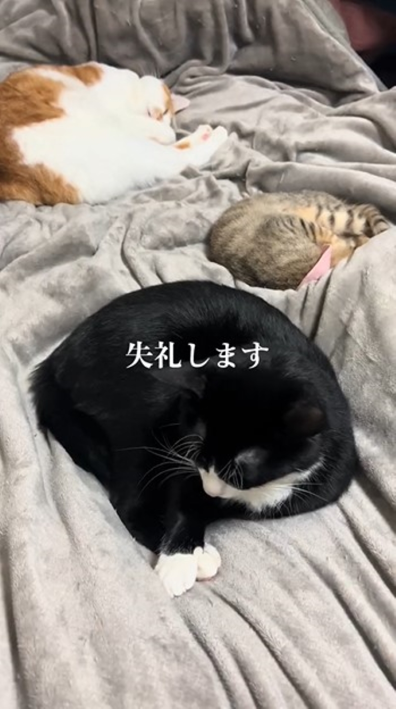 寝ようと思ったら布団の真ん中にも枕にも猫たちが…… 丸くなるしかない飼い主の悲劇に「天国じゃん」「下僕あるあるｗ」（1/2 ページ） - ねとらぼ