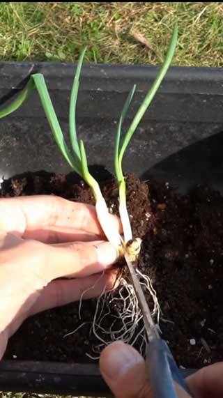 玉ねぎの芯 植えたら 収穫 再生栽培 再生野菜 リボべジ 家庭菜園