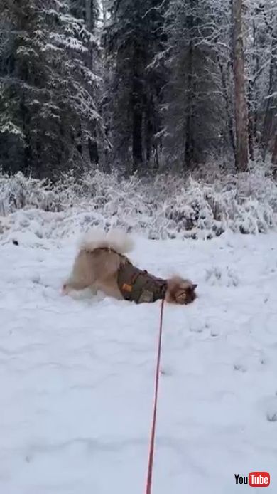 雪の中でトガリネズミを探す犬