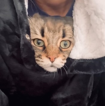 毛布を着た飼い主と猫