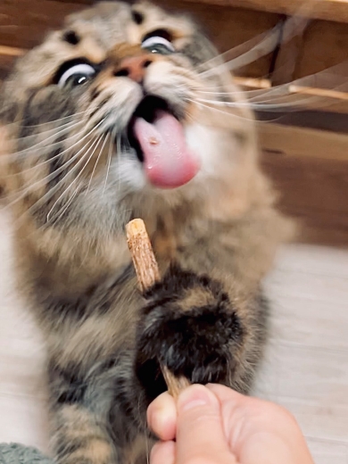 マタタビを食べる猫