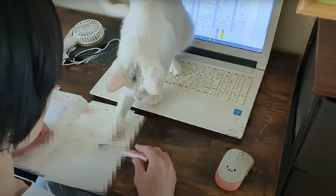 ペンで遊ぶ猫