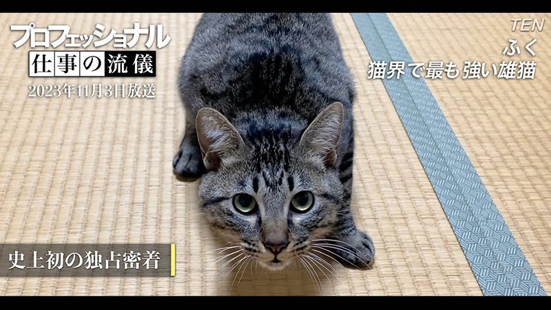 人に異常なまで敵意を持つ元保護猫 明かされた真実に「何でこんなに