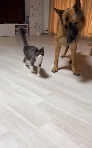首をかしげる犬と隣を歩く猫