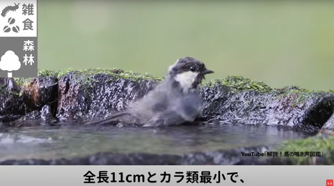 水浴びしてる鳥