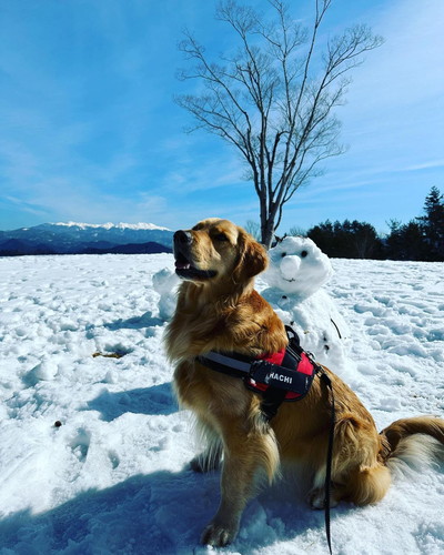 雪景色とスーシーちゃん