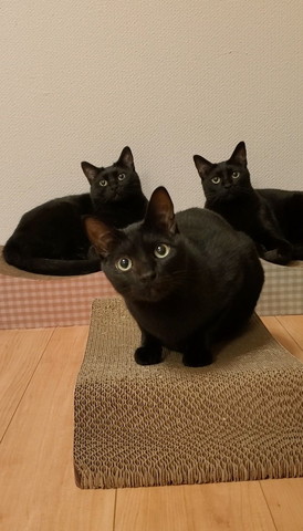 黒猫3匹