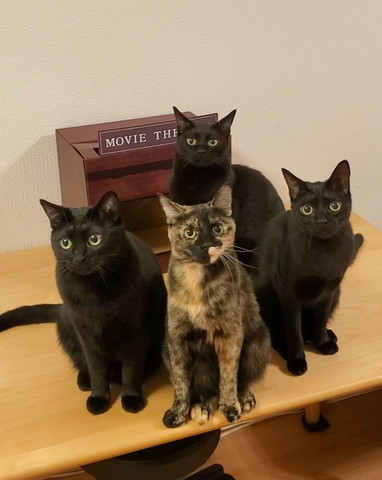 黒猫3匹とサビ猫1匹