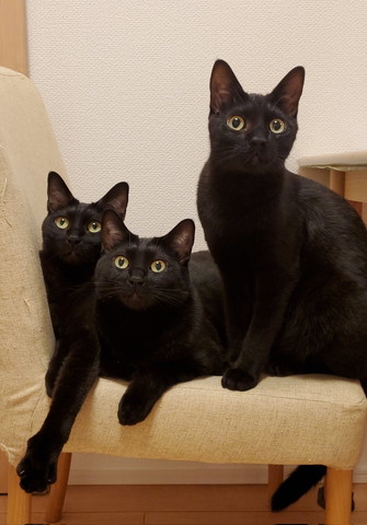 椅子に座る黒猫たち