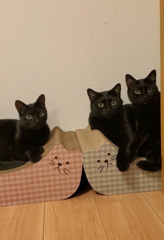 右に黒猫2匹左に1匹