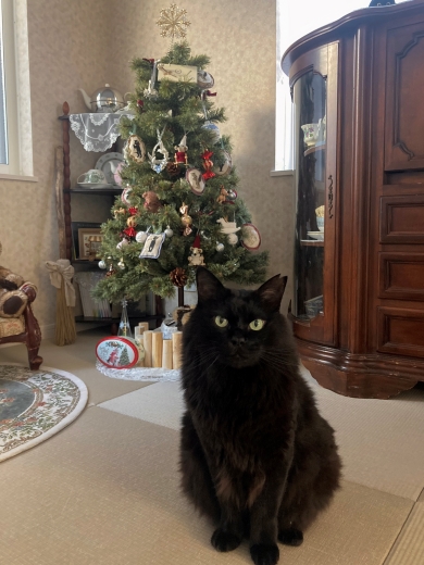 クリスマスツリーと猫