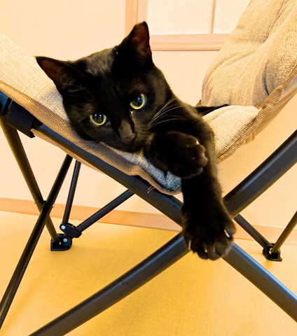 椅子でくつろぐ黒猫