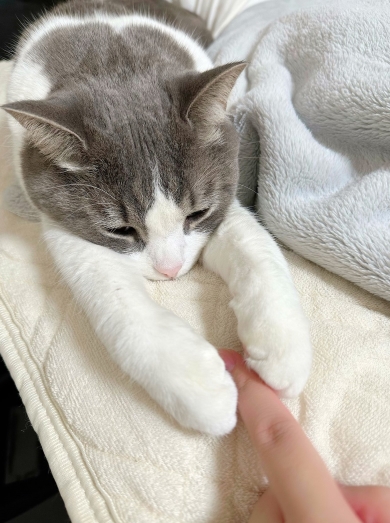 飼い主の指をつかむ猫