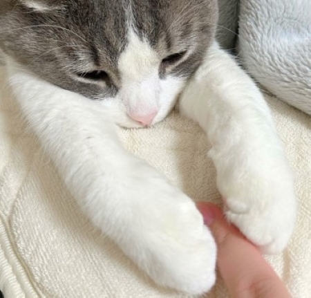 飼い主の指をつかむ猫