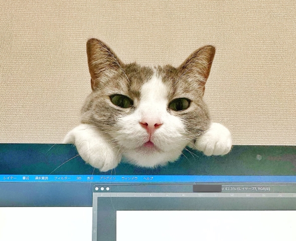 パソコンの上からこちらをのぞく猫