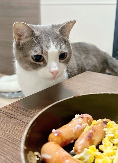 食べ物を見つけた猫