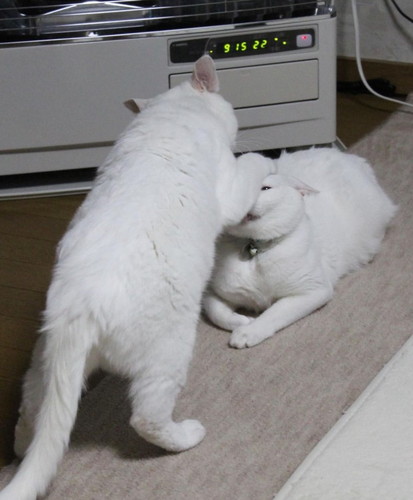 猫2匹のストーブ前のベスポジ争い