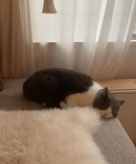 端で寝る猫