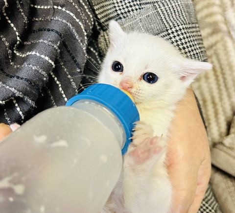 ミルク飲む子猫