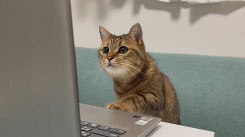 パソコン 使いこなしている 猫 ミヌエット