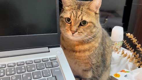 パソコン 使いこなしている 猫 ミヌエット