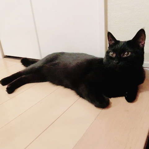 黒猫ちゃん