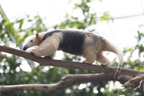 anteater