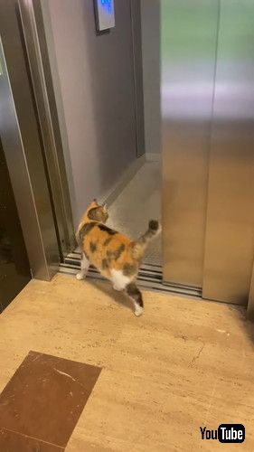 uAdorable Multicolored Cat Takes Ride in Elevator || ViralHogv