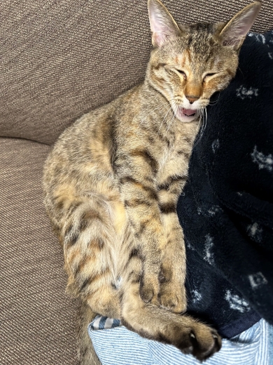 あくびをする前の猫